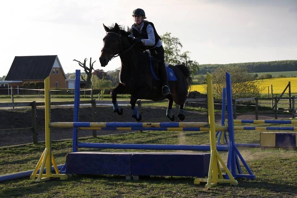 Dansk Varmblod Lady Portia billede 5