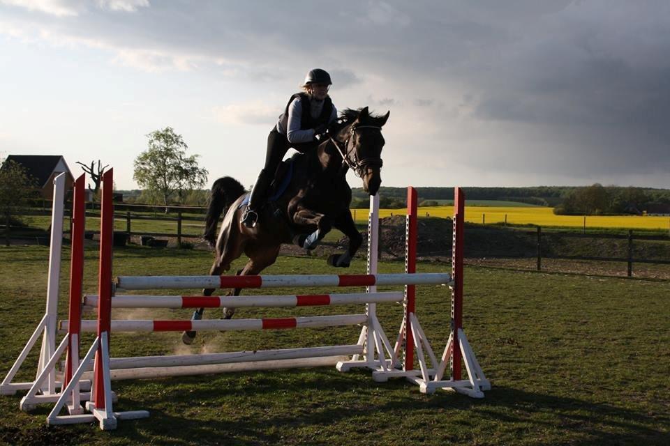 Dansk Varmblod Lady Portia billede 6