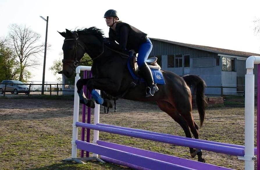 Dansk Varmblod Lady Portia billede 7