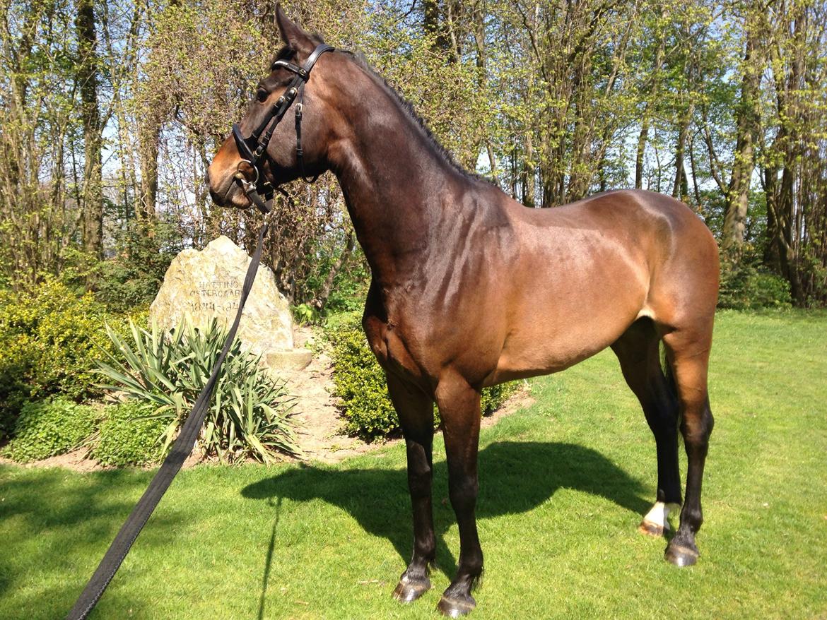 Dansk Varmblod Bakkegaardens Aslan (Tabasco) billede 7