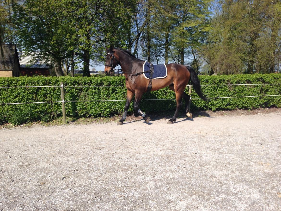 Dansk Varmblod Bakkegaardens Aslan (Tabasco) billede 37