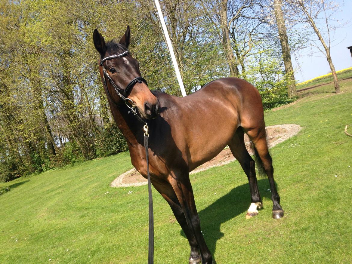 Dansk Varmblod Bakkegaardens Aslan (Tabasco) billede 1