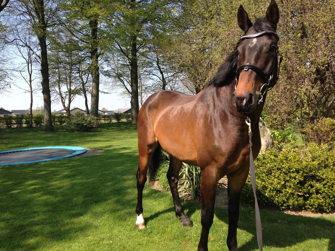Dansk Varmblod Bakkegaardens Aslan (Tabasco) billede 13
