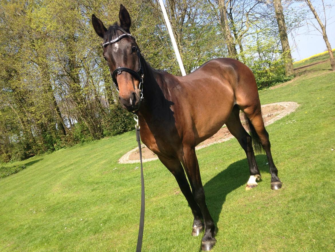 Dansk Varmblod Bakkegaardens Aslan (Tabasco) - Velkommen til Tabascos profil :) - Her et lækkert billede af prisen efter hans første sommerbad og lidt kvalitetstid :) billede 19