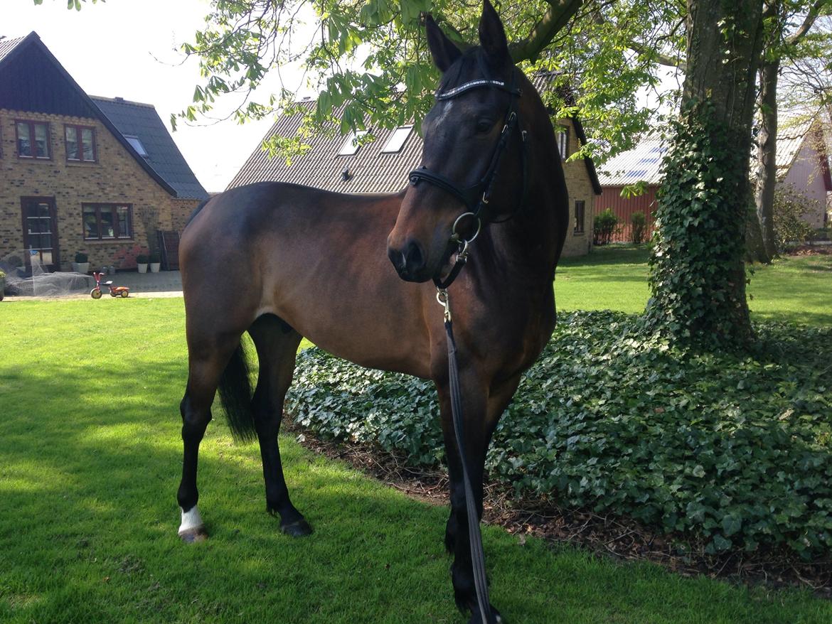 Dansk Varmblod Bakkegaardens Aslan (Tabasco) billede 11