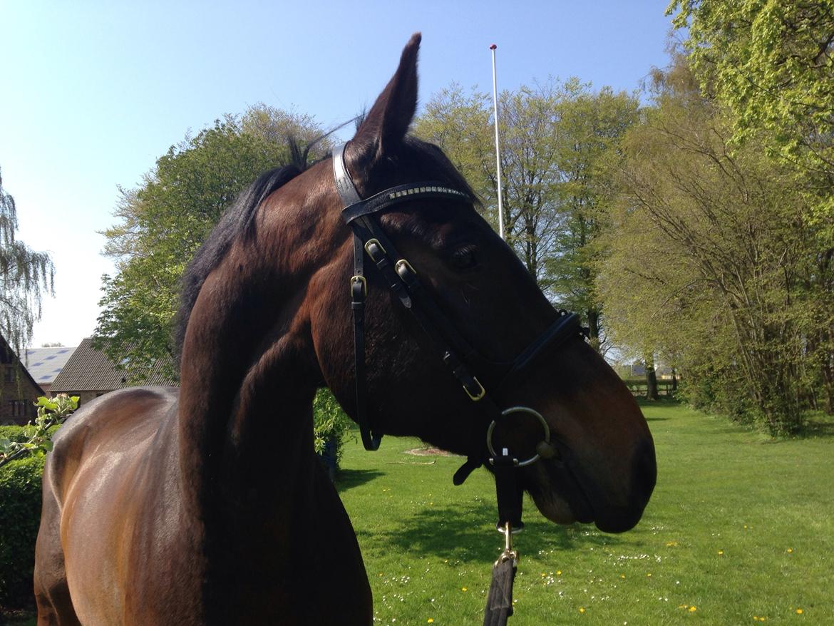 Dansk Varmblod Bakkegaardens Aslan (Tabasco) billede 9