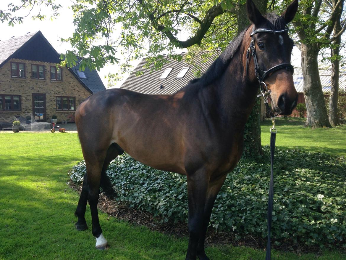 Dansk Varmblod Bakkegaardens Aslan (Tabasco) billede 5