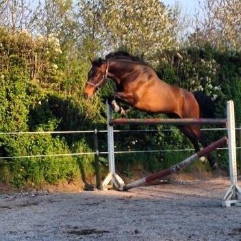 Dansk Varmblod Bakkegaardens Aslan (Tabasco) - Springe kan han også :) - Løssprunget 135 cm ;) billede 3