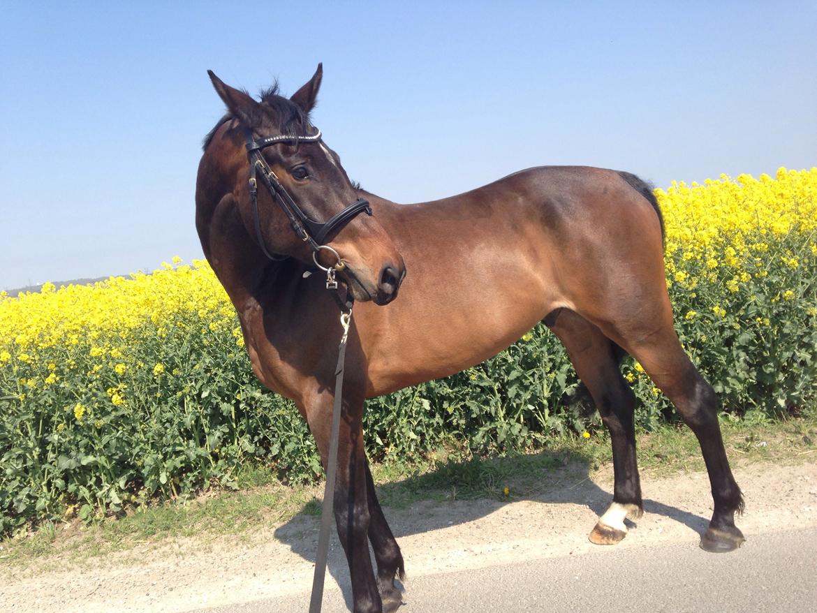 Dansk Varmblod Bakkegaardens Aslan (Tabasco) billede 15