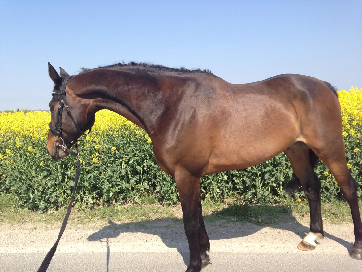 Dansk Varmblod Bakkegaardens Aslan (Tabasco) billede 17