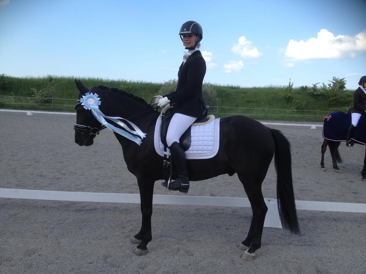 New Forest Calandias Avalanche (Caval) - VM-hold (Vindinge Mesterskaber) ,25/5-14, nr. 2.-  LA-4 til 70% billede 5