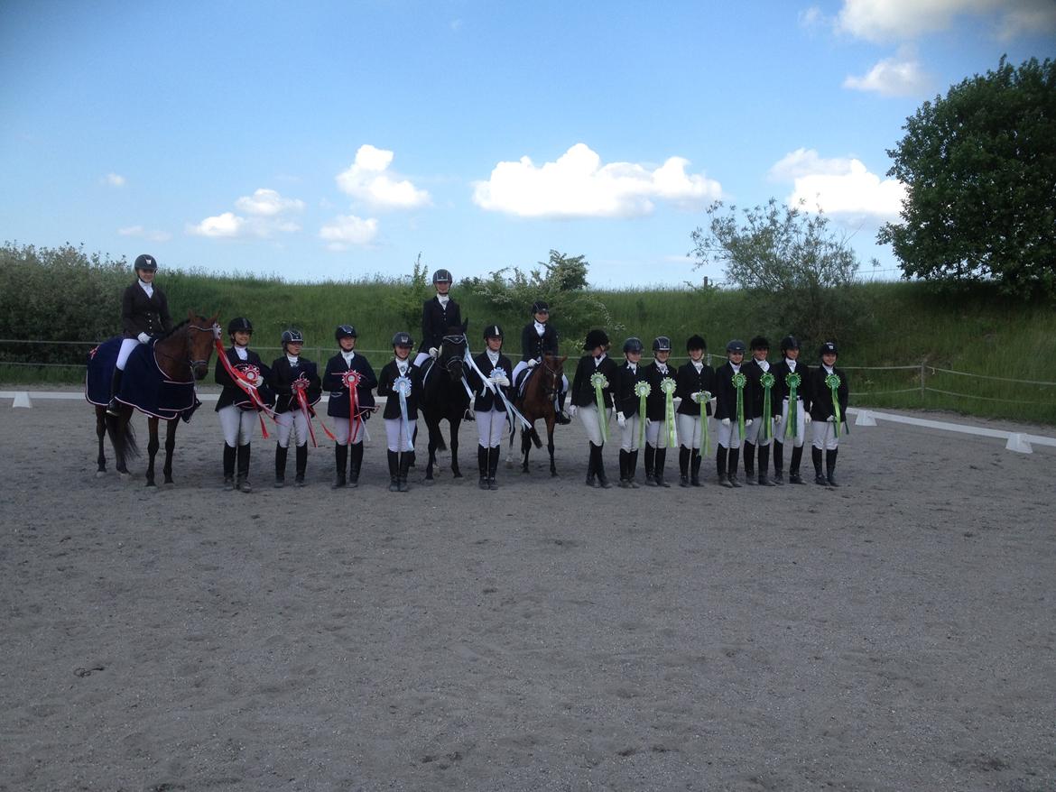 New Forest Calandias Avalanche (Caval) - VM-hold - Vindinge-Mesterskaber 25.05.2014 billede 6