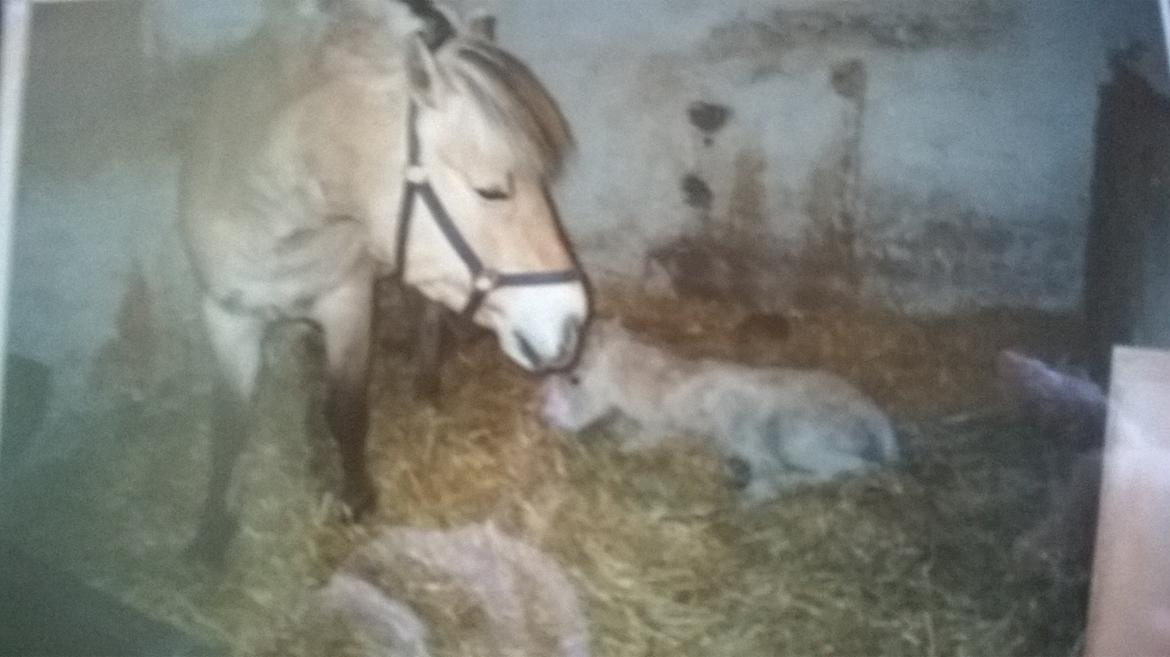 Fjordhest Trunde billede 1