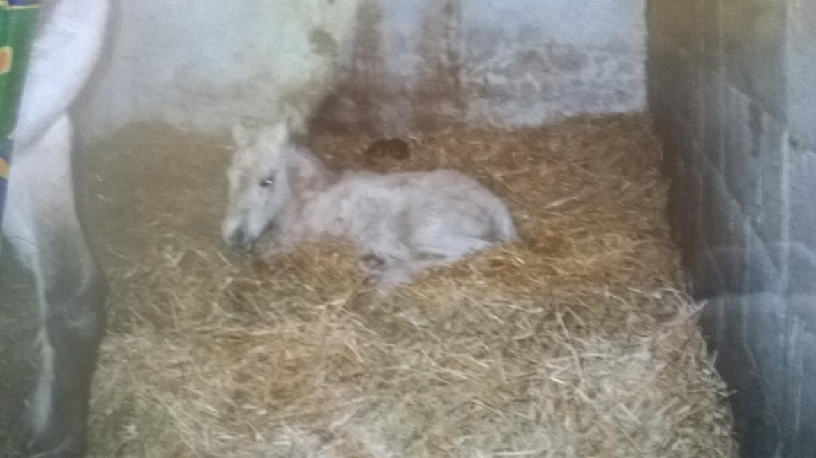 Fjordhest Trunde billede 2