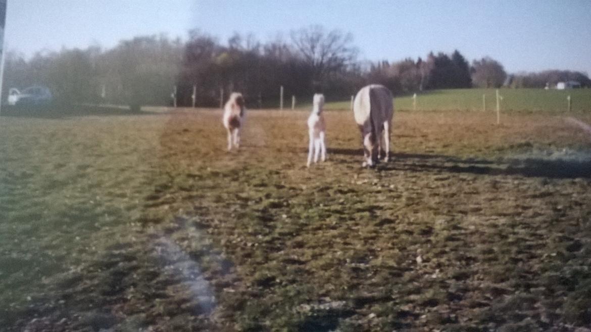 Fjordhest Trunde - Trunde, Tilde (mor) og Tulle billede 9