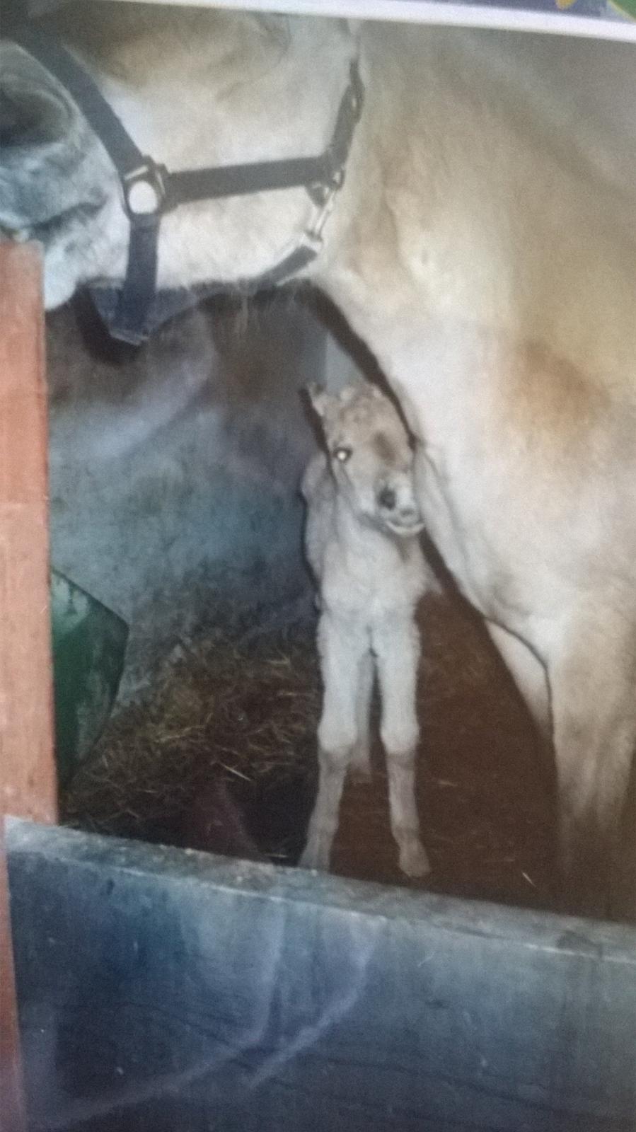 Fjordhest Trunde billede 7