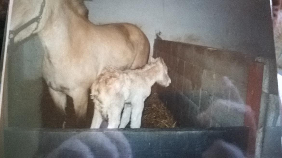 Fjordhest Trunde billede 4