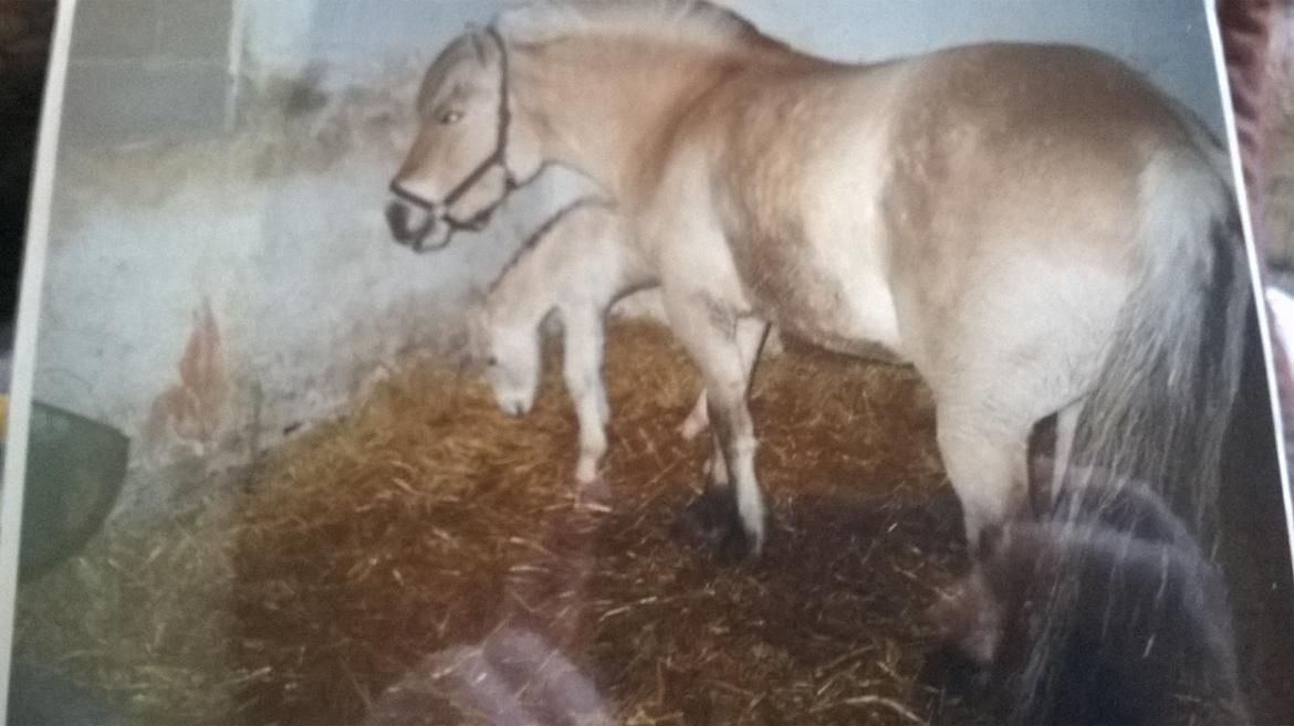 Fjordhest Trunde billede 6