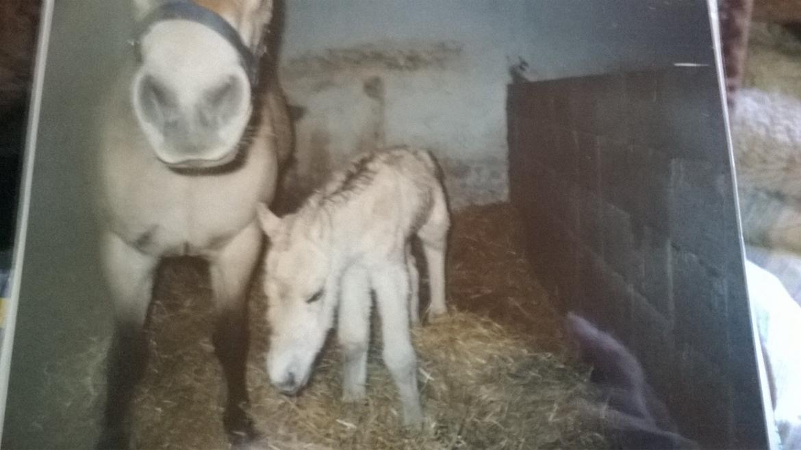 Fjordhest Trunde billede 8