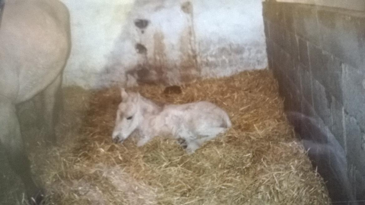 Fjordhest Trunde billede 3