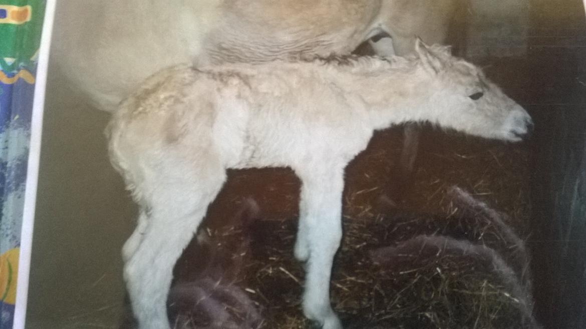 Fjordhest Trunde billede 5