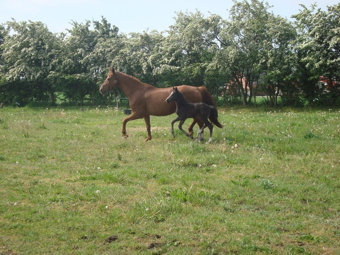 Dansk Varmblod Mi Estrella billede 21