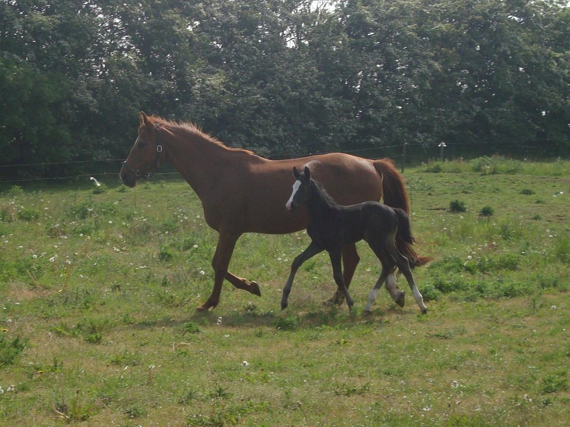 Dansk Varmblod Mi Estrella billede 2