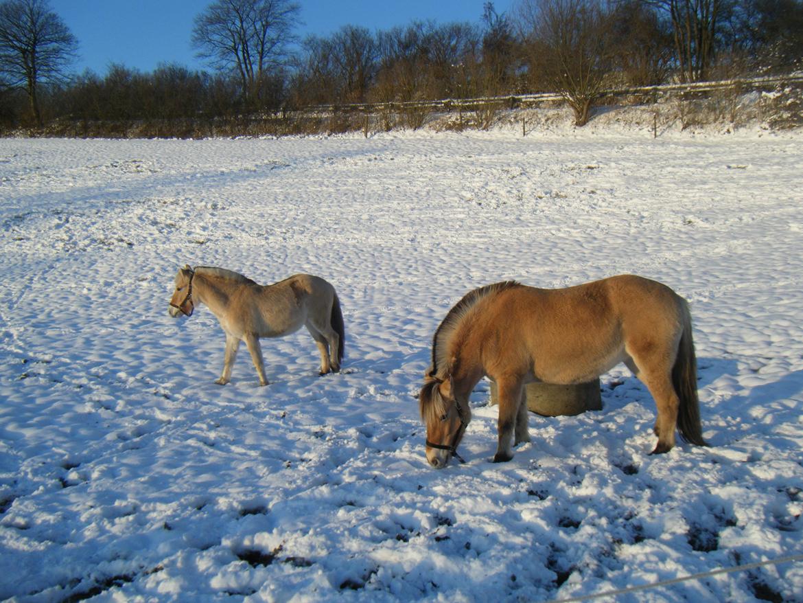 Fjordhest Trunde billede 11