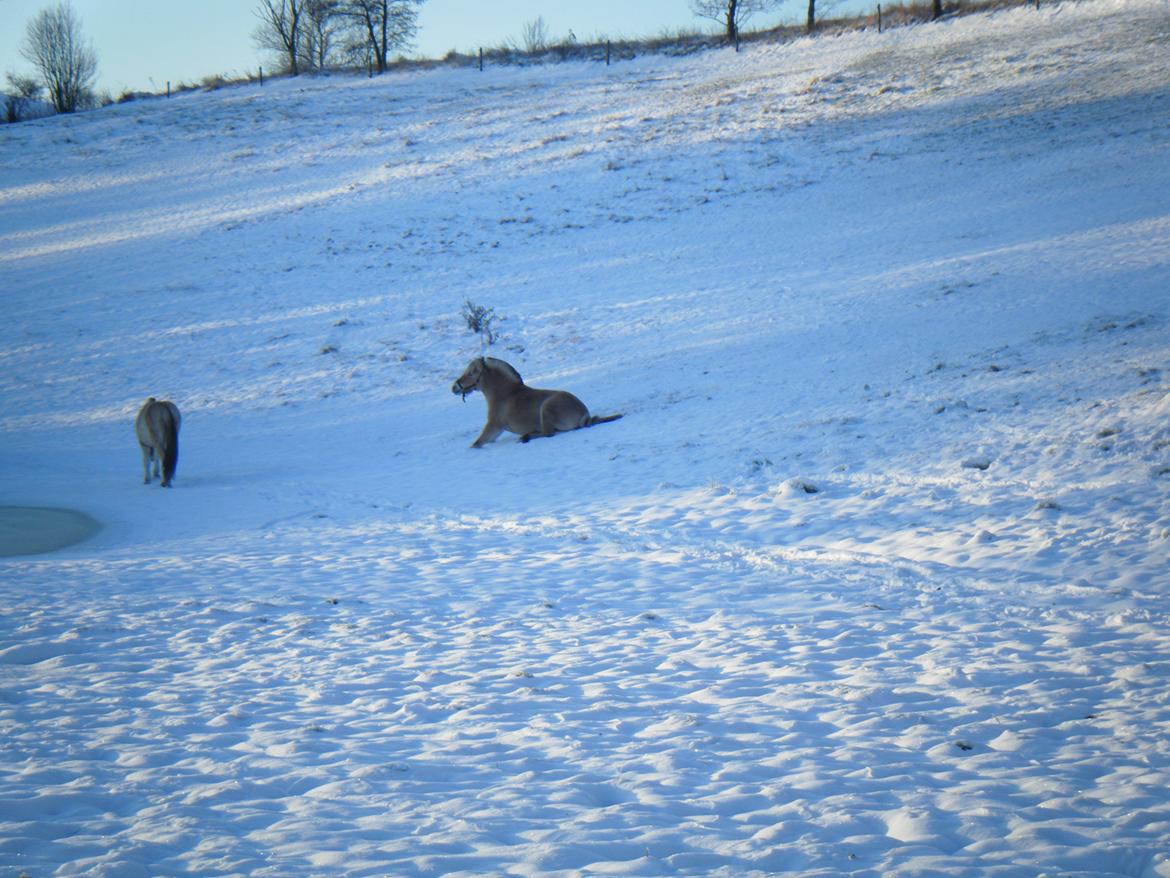 Fjordhest Trunde - Det er Trunde der står med røven mod os billede 12