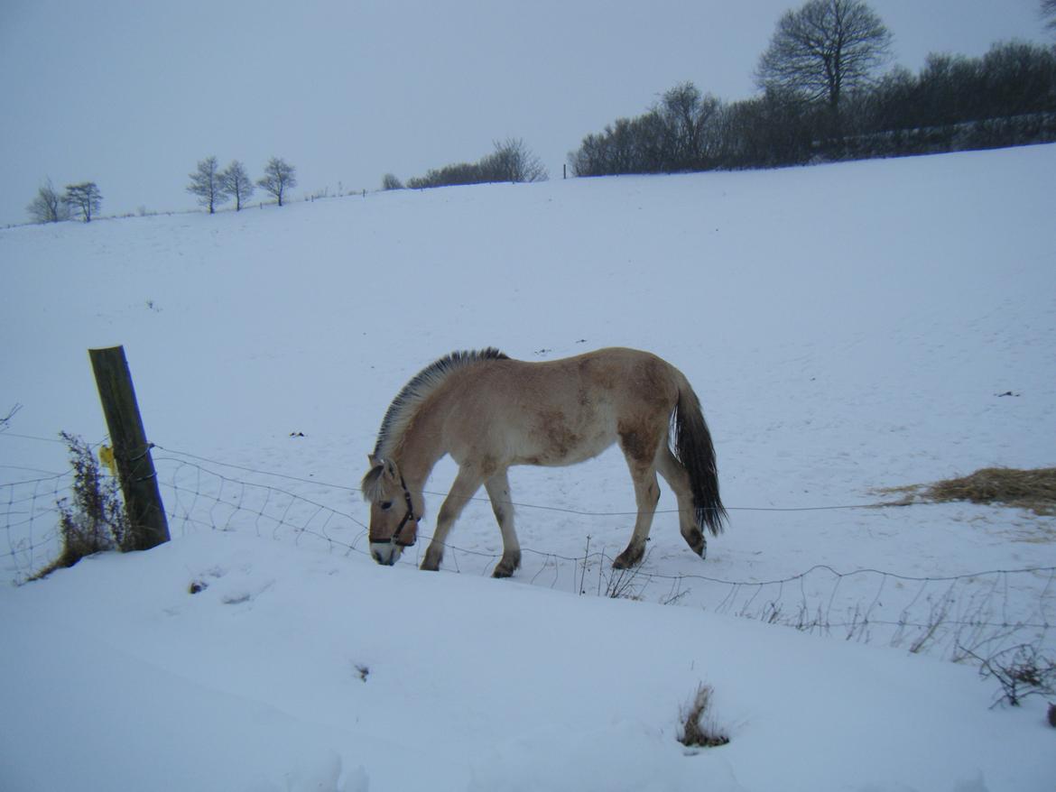 Fjordhest Trunde billede 13