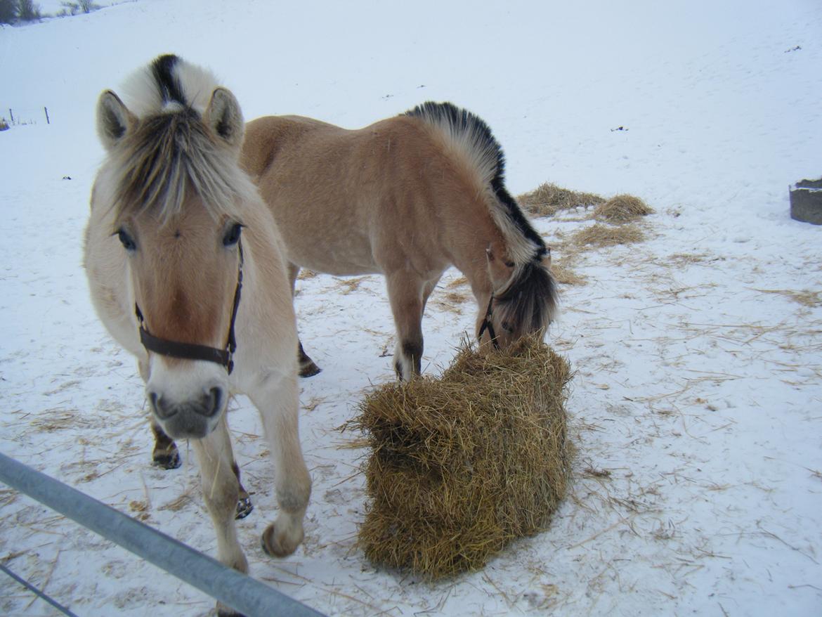 Fjordhest Trunde - Trunde siger " Hej " billede 14