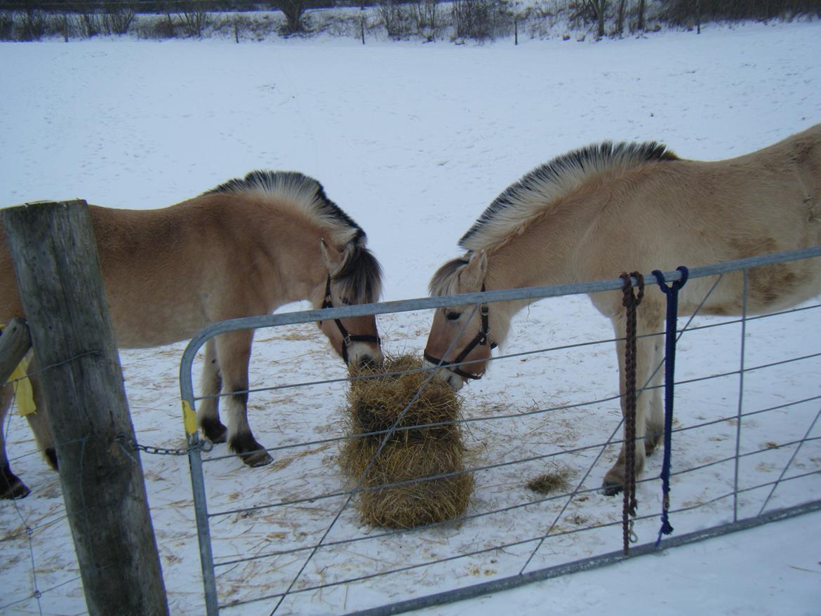 Fjordhest Trunde - Mor og datter billede 15