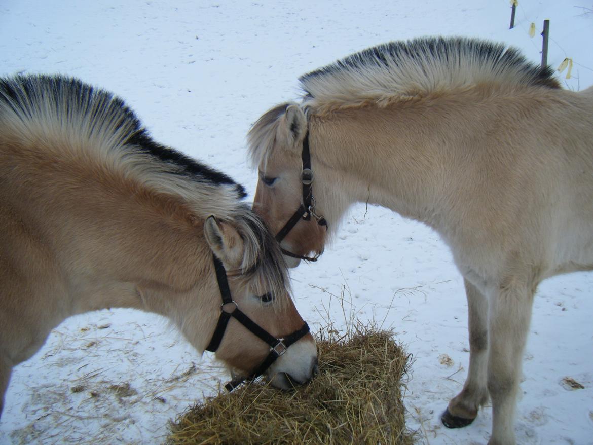 Fjordhest Trunde - Mor og datter billede 16