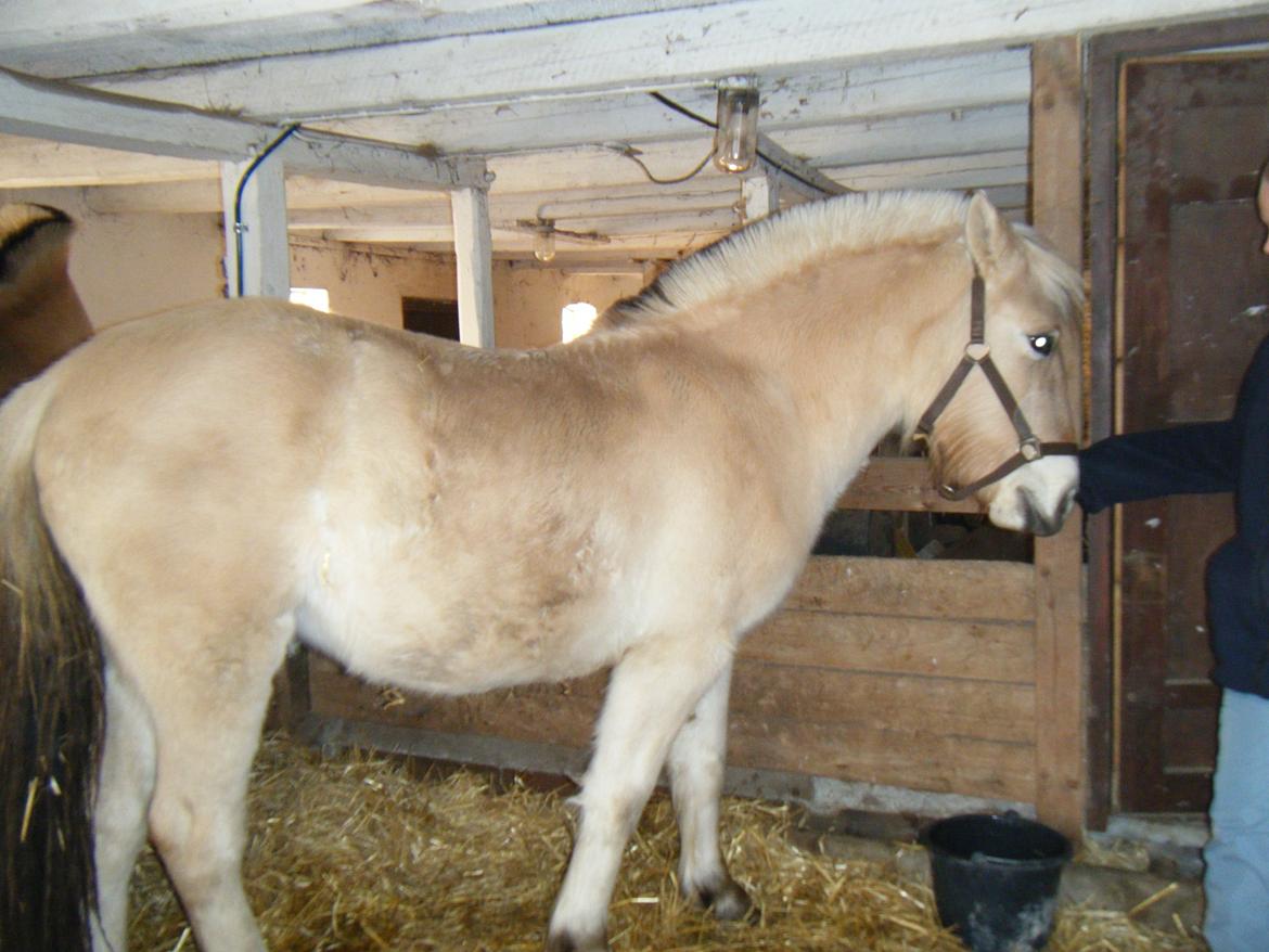 Fjordhest Trunde billede 17