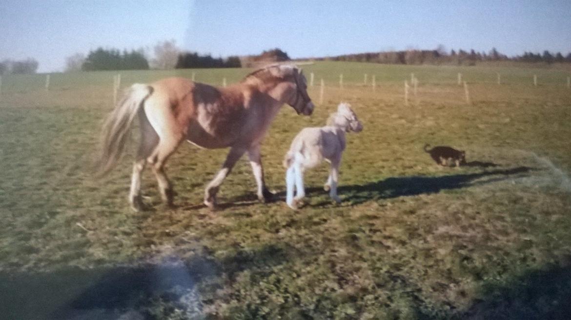Fjordhest Trunde - Tilde (mor), Trunde og Dinna løber rund på folden billede 10