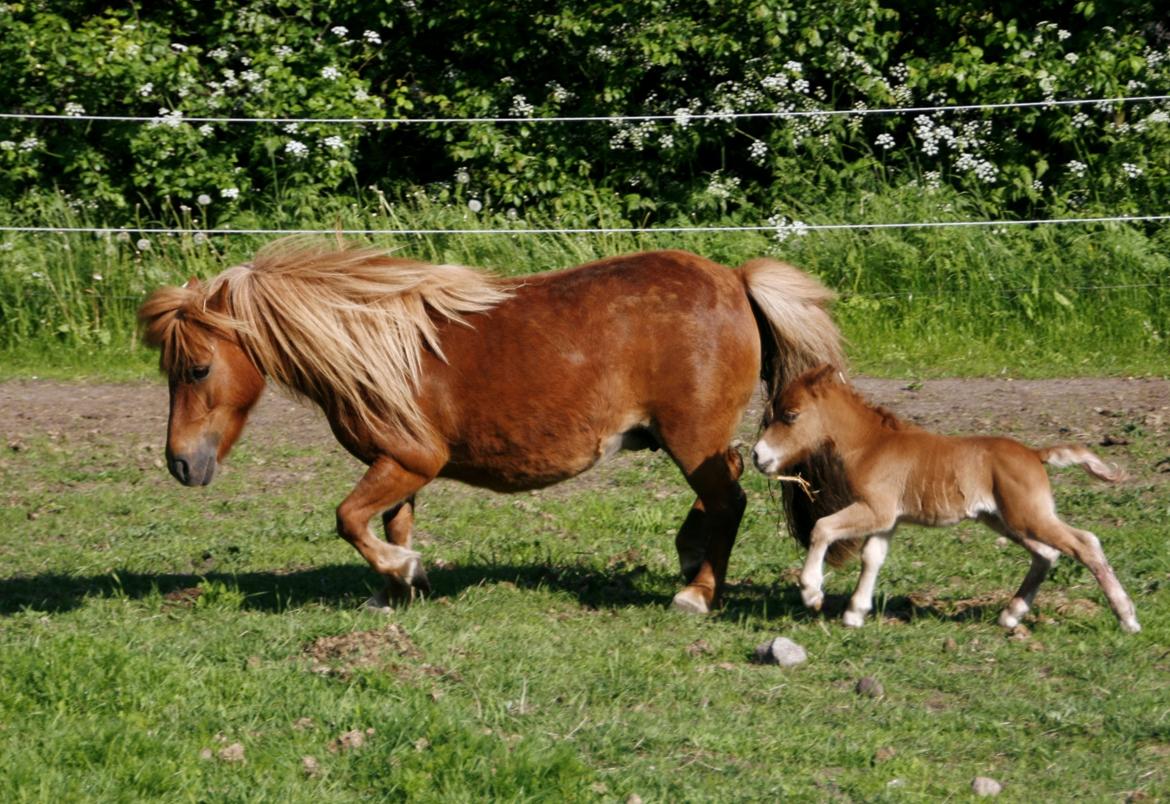 Anden særlig race | My Best Choice Constantino - 12 timer gammel billede 13