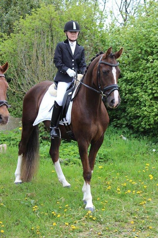 Welsh Partbred (Sec F) Struntze's MasterPiece BRSDH 630 - Sarah Groth og Nulle til stævne billede 12