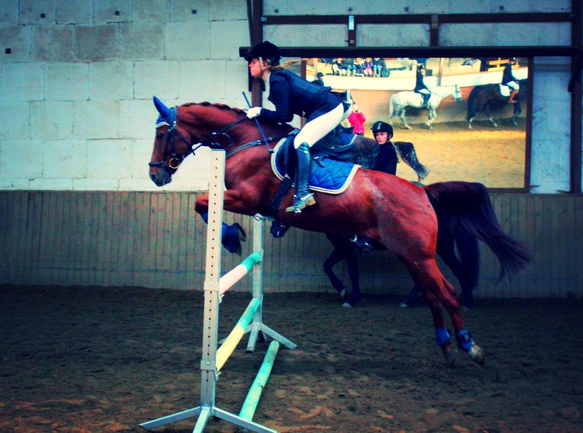 Anden særlig race Balto - Opvarmning til spring stævne der hjemme | Foto: Melissa Kamper billede 3