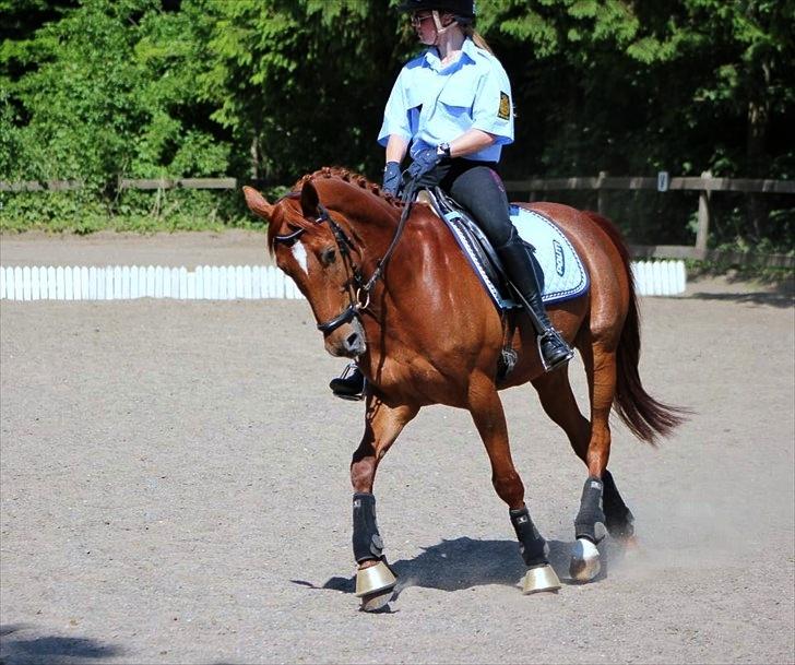 Anden særlig race Balto - LA-Kür, Pinsestævne 2012, 2. plads til 65,5% | Foto: Simone Sigersted billede 4