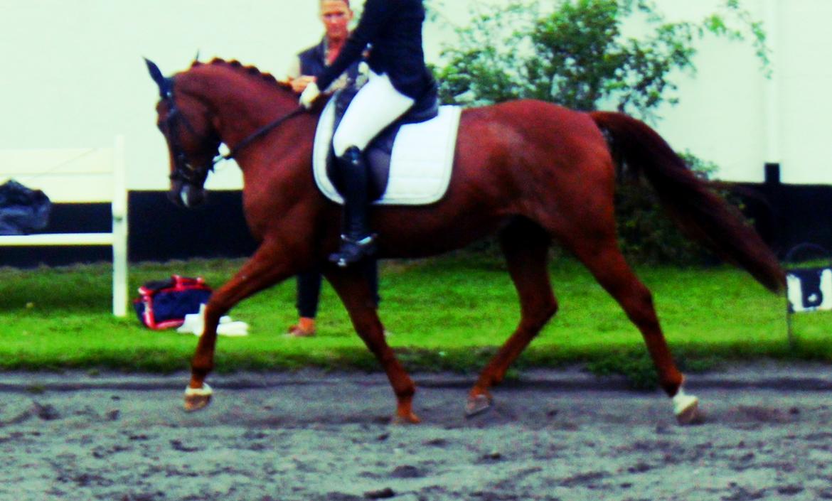 Anden særlig race Balto - Dressur stævne på NSR d. 02-09-2012, LA1-A | Foto: Melissa Kamper billede 5