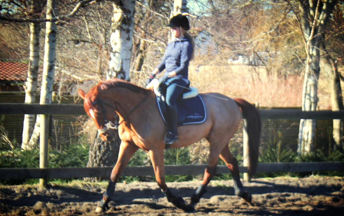 Anden særlig race Balto - Bidløs dressur efter raspning af tænderne | Foto: Melissa Kamper billede 7