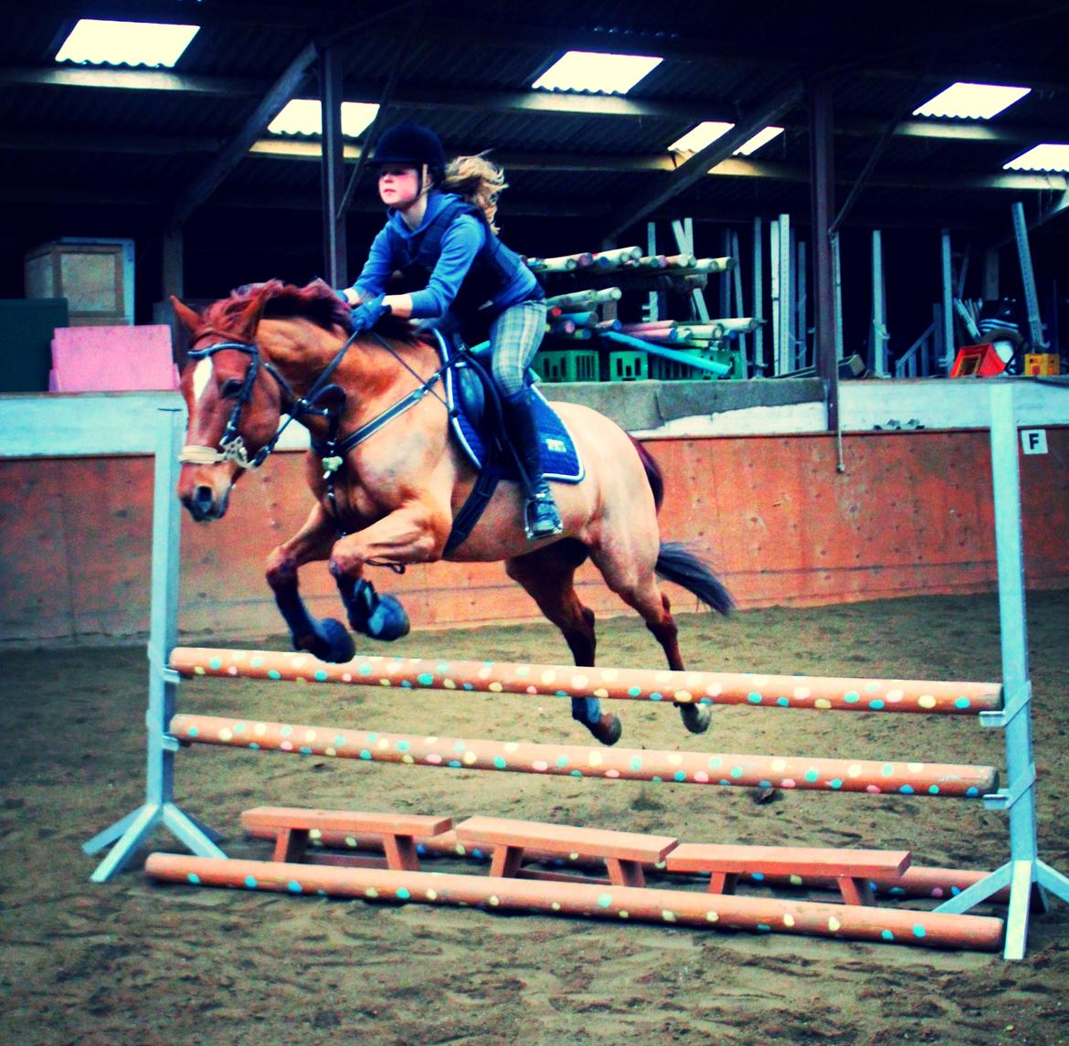 Anden særlig race Balto - Bidløs springning efter raspning af tænderne | Foto: Melissa Kamper billede 8