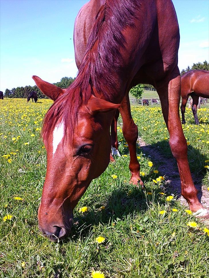 Anden særlig race Balto - Græs fold 21-05-2011 billede 9