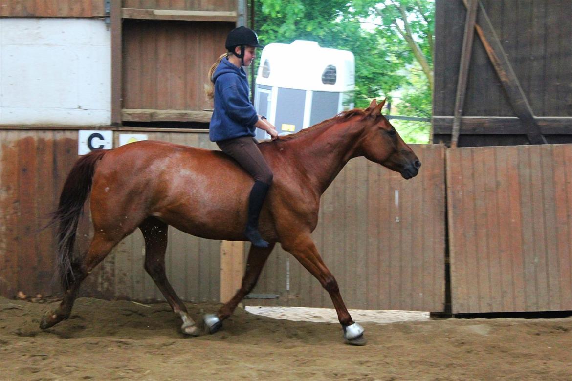 Anden særlig race Balto - Hygge uden udstyr med hesten :') <3 | Foto: Melissa Kamper billede 10
