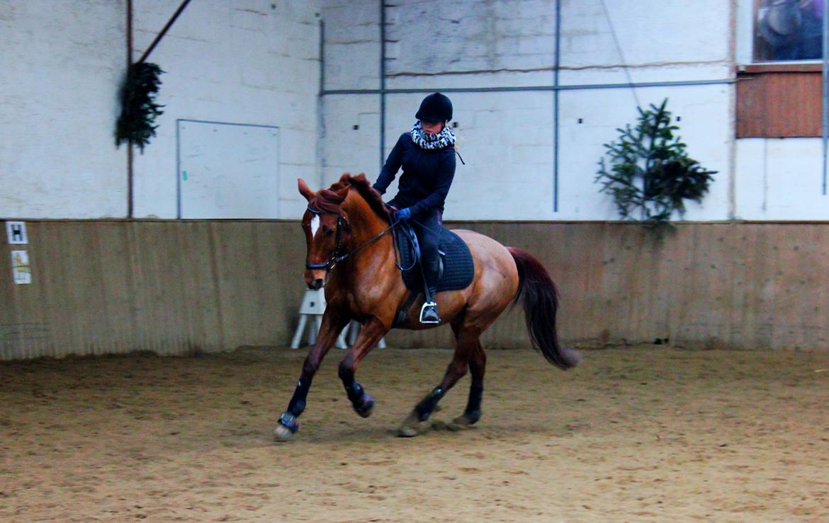 Anden særlig race Balto - Dressur træning feb. 2013 | Foto: Simone Ø Carlsen billede 11