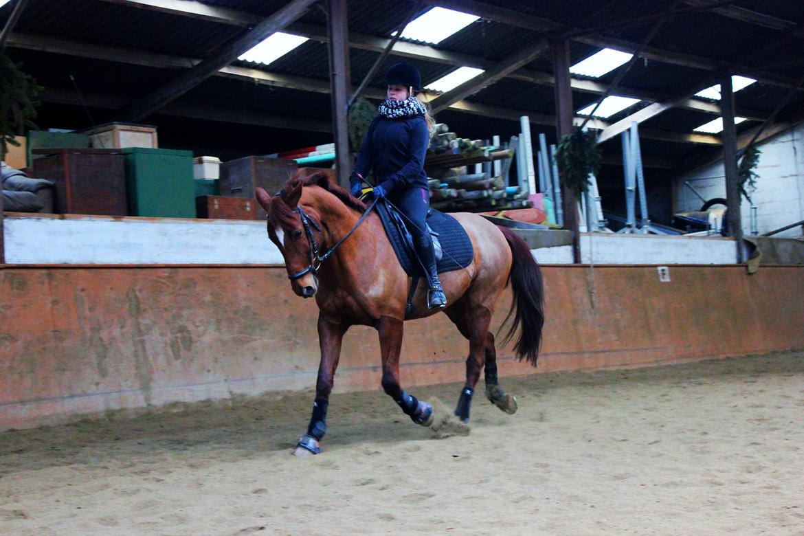Anden særlig race Balto - Dressur træning feb. 2013 | Foto: Simone Ø Carlsen billede 12