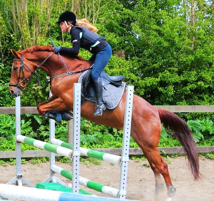 Anden særlig race Balto - Min lækre lille springhest :') | Foto: Simone Sigersted billede 13