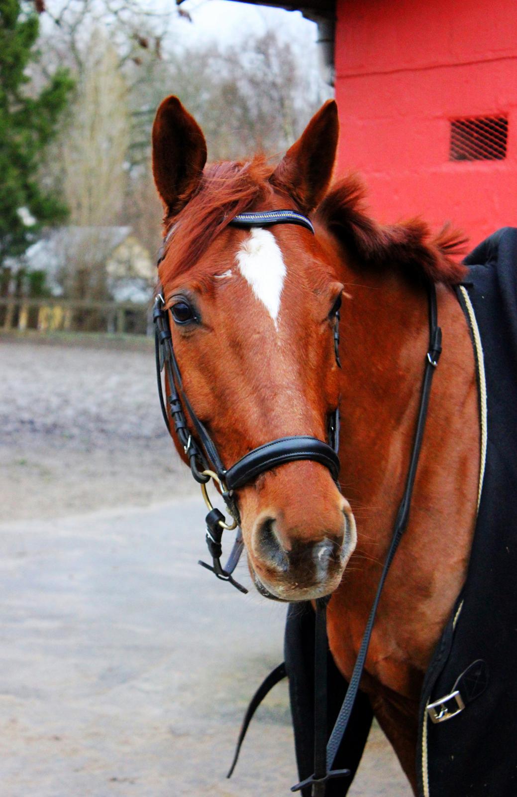 Anden særlig race Balto billede 14