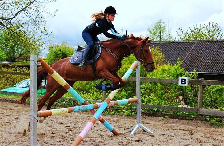 Anden særlig race Balto - I flyvende stil! | Foto: Simone Sigersted billede 15