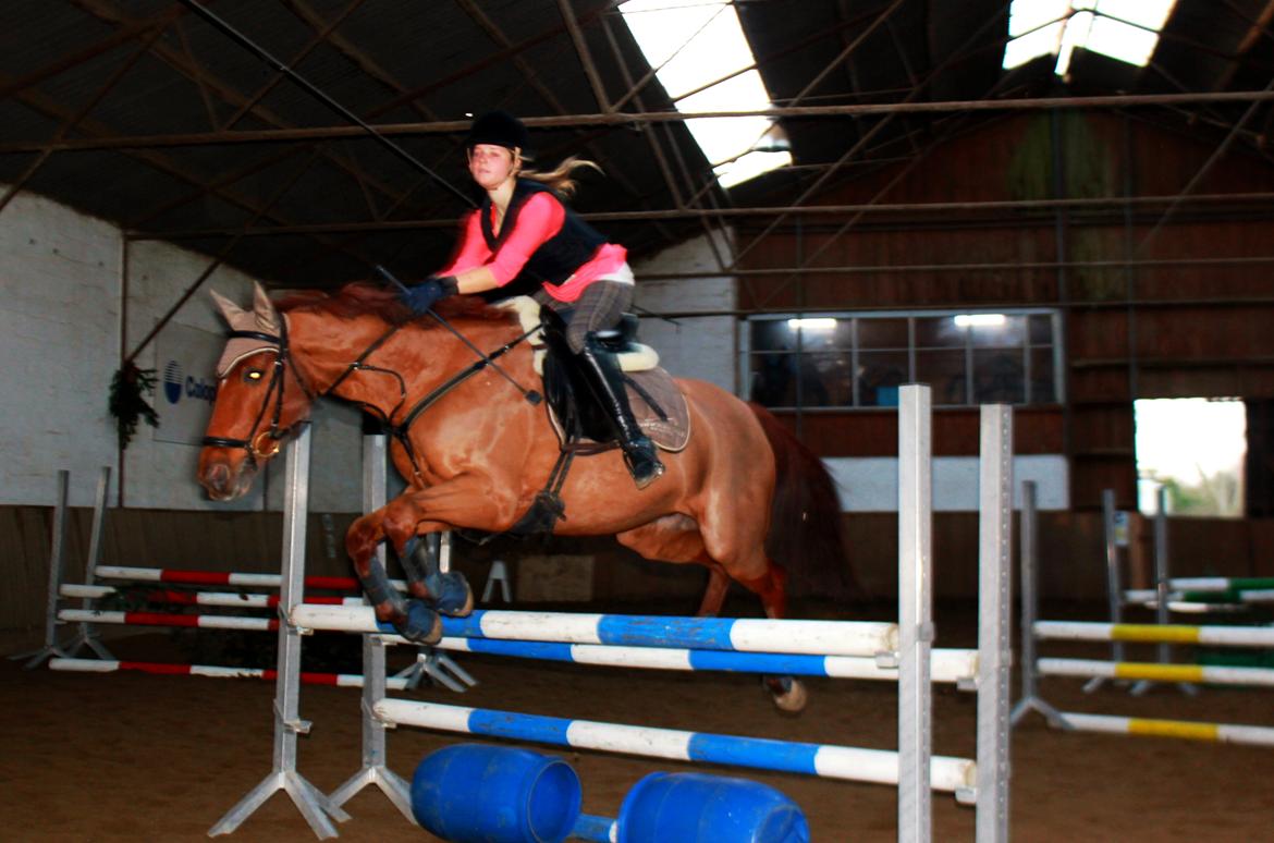 Anden særlig race Balto - Spring træning, vinter 2011 billede 16